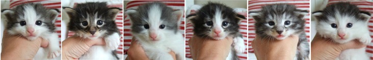 tre veckor gamla / three weeks old tre veckor gamla / three weeks old