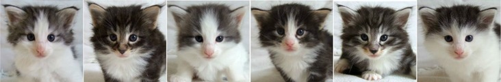 fyra veckor gamla / four weeks old fyra veckor gamla / four weeks old