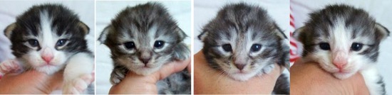 två veckor gamla / two weeks old två veckor gamla / two weeks old