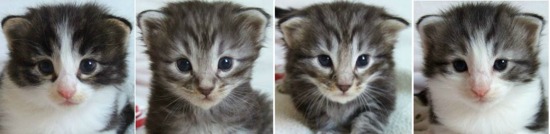 tre veckor gamla / three weeks old tre veckor gamla / three weeks old