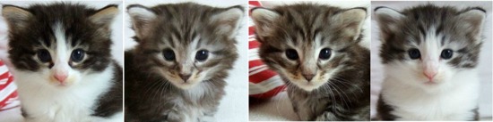 fyra veckor gamla / four weeks old fyra veckor gamla / four weeks old