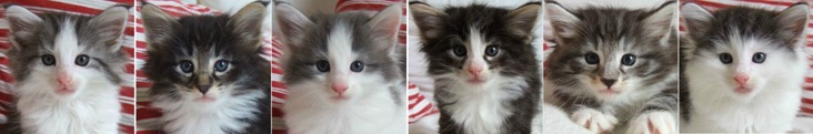 fem veckor gamla / five weeks old fem veckor gamla / five weeks old