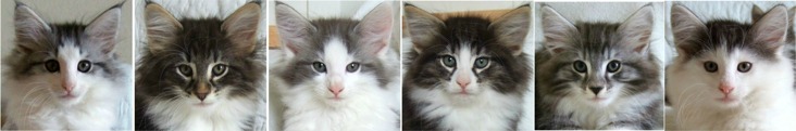 8½ veckor gamla / 8½ weeks old 8½ veckor gamla / 8½ weeks old