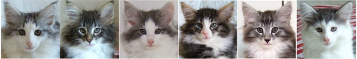 9½ veckor gamla / 9½ weeks old 9½ veckor gamla / 9½ weeks old