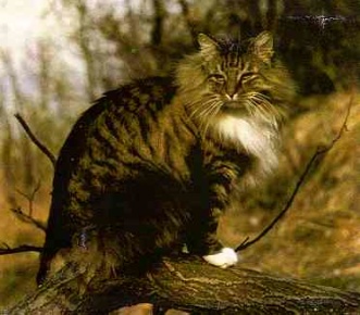 Pans Truls, den katt efter vilken standarden för den Norsk Skogkatt är skriven Pans Truls, den katt efter vilken standarden för den Norsk Skogkatt är skriven