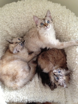Cixous, half a year old, with her mother Vita to the left and her half sister Nica to the right