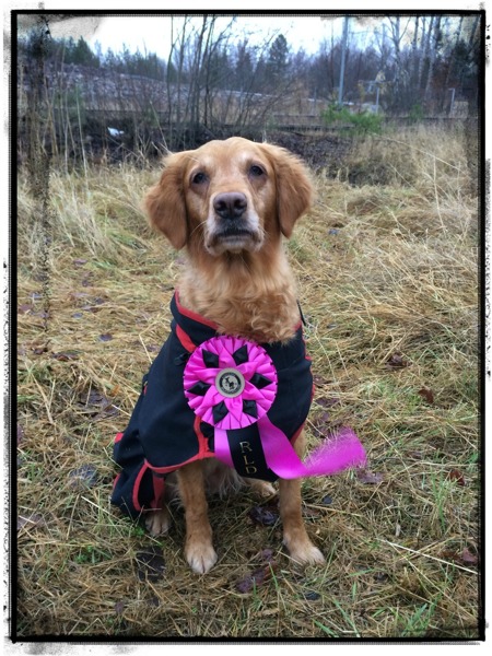 Älskade hund <3 Älskade hund <3