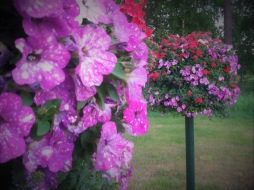 Blomträden uppsatta Blomträden uppsatta