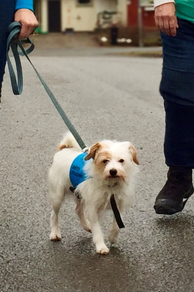 Fidde, social/terapihund för personer med SOL eller LSS-beslut. Fidde, social/terapihund för personer med SOL eller LSS-beslut.