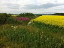 When cycling on the westcoast, you meet a cycle friendly landscape.