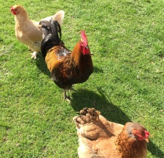 The hens are acting as your welcoming committee to your overnight stay, day 2. The hens are acting as your welcoming committee to your overnight stay, day 2.