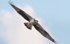 In the area there is a rich wildlife with deers, mooses, foxes, hares and birds. The osprey likes to follow the boats when the fishing nets are emptied.