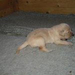 2003_valp2