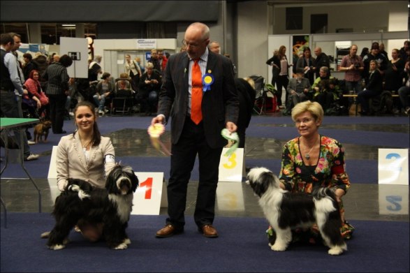 BIM VALP Fabulous Teddy's Heartbreaker , 8 månader (My Dog 2012) BIM VALP Fabulous Teddy's Heartbreaker , 8 månader (My Dog 2012)