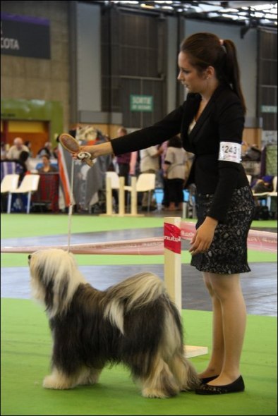 Milington's Shamrock Af Beckis "Milton" WDS Paris 2011 Milington's Shamrock Af Beckis "Milton" WDS Paris 2011