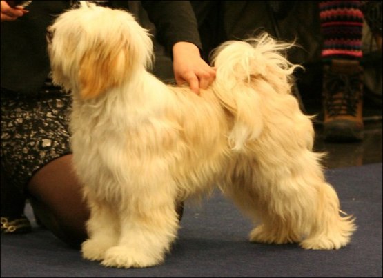 Tokkadis New Endless Sunrise, 8,5 månad gammal : 1 x BIM VALP & 1 x BIR Valp och top 10 BEST IN SHOW på My Dog 2011, foto av Jan Andersson Tokkadis New Endless Sunrise, 8,5 månad gammal : 1 x BIM VALP & 1 x BIR Valp och top 10 BEST IN SHOW på My Dog 2011, foto av Jan Andersson