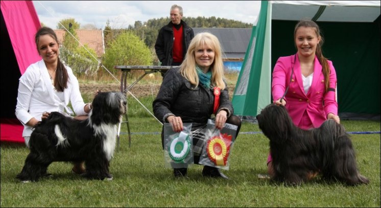 Batman - Fabulous Teddy's Heartbreaker Exc 1 CK 1 Bästa Hane CERT och BIM i Norge 2012 ... Endast 12 månader gammal Batman - Fabulous Teddy's Heartbreaker Exc 1 CK 1 Bästa Hane CERT och BIM i Norge 2012 ... Endast 12 månader gammal