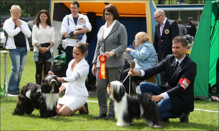 Borås 2012 - BIM Fabulous Teddy's Heartbreaker & BIR MULTICH Mlington's Showgirl To Scapegrace Borås 2012 - BIM Fabulous Teddy's Heartbreaker & BIR MULTICH Mlington's Showgirl To Scapegrace
