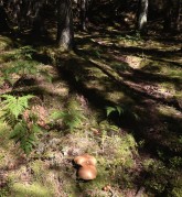 undrar om det är ätbara svampar, bäst att fråga Fru Blomma om råd...