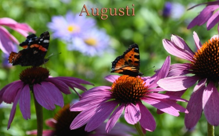 Nässelfjäril (Aglais urtiae) med en Amiral (Vanessa atalanta) i bakgrunden, Jonsereds trädgårdar 2025-08-22...