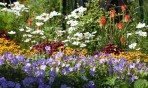 blommor...