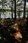hösten har börjat färga skogen...