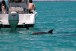 Delfinsafari Key West