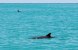 Delfiner Key West