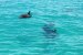 Delfiner Key West