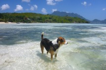 "våran" strandhund...