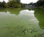 flytande text i sjön, sånt ser man bara i Central Park...