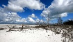 mangroveträsket dör långsamt p.g.a. att dom bygger hotell som stoppar vattnets naturliga väg...