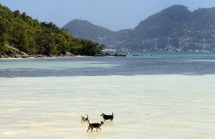 hundarna leker i vattnet, måste vara jordens lyckligaste hundar som bor på denna ön...