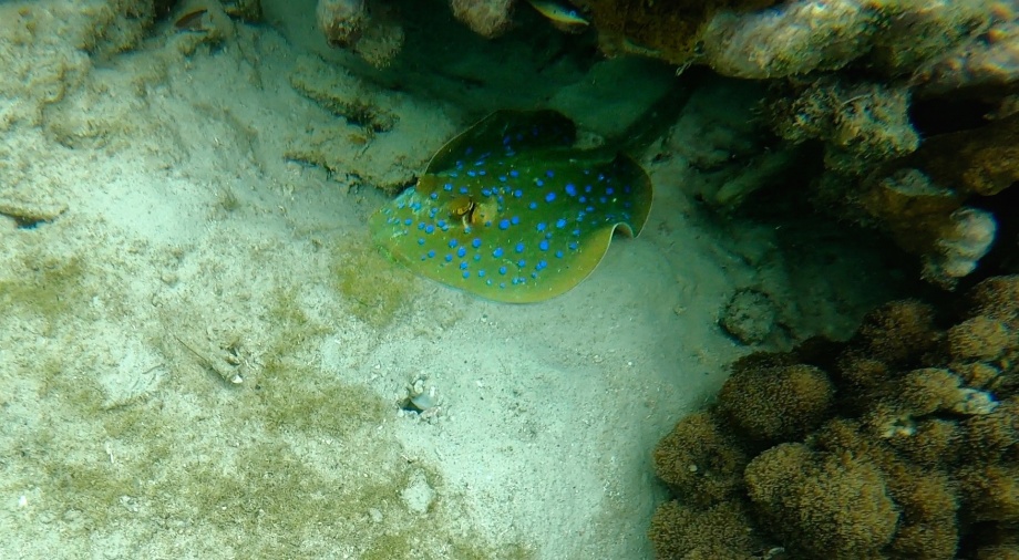 Blue Spotted Sting ray...