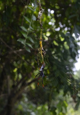 även de fruktade bananspindlarna, stora som en normalstor svensk tallrik ärtsoppa lever på ön...
