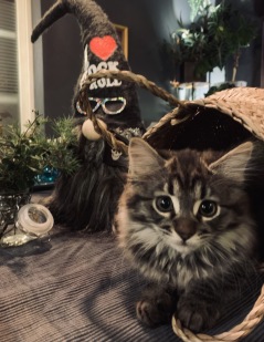 Annas julbuffé är supermumsig hälsar julkatten Nellie. Foto: Anna Morén