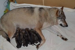 Hennes mamma med alla 10 valparna Hennes mamma med alla 10 valparna