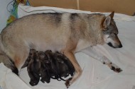 Hennes mamma med alla 10 valparna Hennes mamma med alla 10 valparna