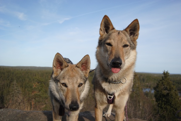 RONJA 3 MÅN RONJA 3 MÅN