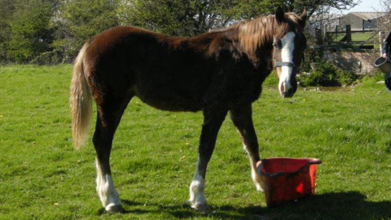 Christofers new horse, Derwen Rio, welshcob, 1 year old Christofers new horse, Derwen Rio, welshcob, 1 year old