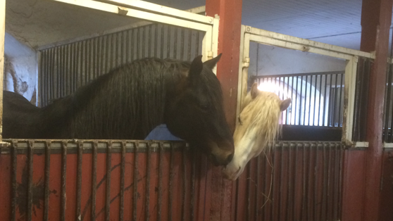 My ponny stallions Sheridan and Bubba wishing eachother goodnight My ponny stallions Sheridan and Bubba wishing eachother goodnight