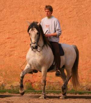 Christofer i passage på Siglavy Capriola Zetor Christofer i passage på Siglavy Capriola Zetor