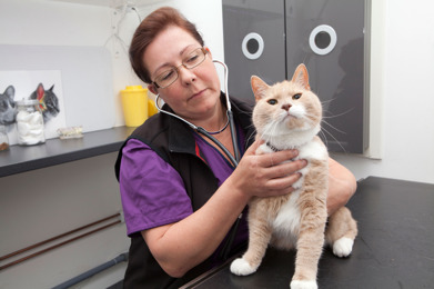 Sollentuna Priser på vanlig behandlingar katt