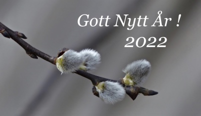 31 december 2021 - Vi önskade varandra Gott Nytt coronafritt År 2022.
