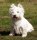West Higland White Terrier