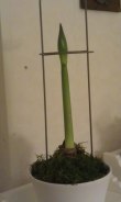 Årets amaryllis Årets amaryllis