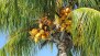 NATUR motiv för BILD - Palmenfruechte