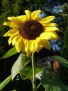 FOTO motiv för BILD - Sonnenblume
