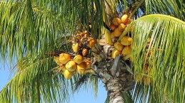 Palmenfruechte