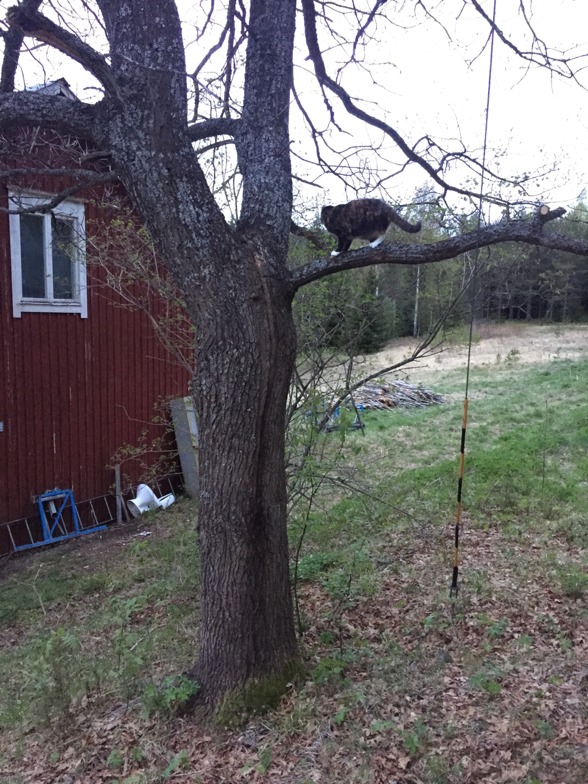 Tiffin provklättrar i eken. Maj 2016. Tiffin provklättrar i eken. Maj 2016.
